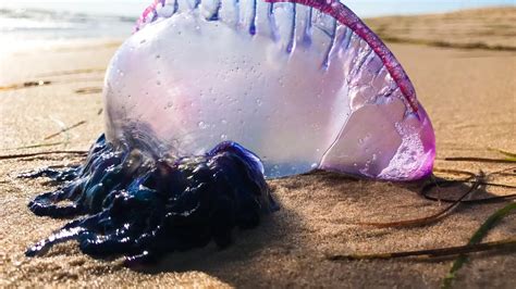 Estas son las playas donde se han detectado ejemplares de la temida carabela portuguesa