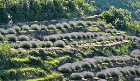 Lavender of Island Hvar