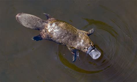 Rewilding the platypus | WWF - Australia | Rewilding the platypus | WWF ...