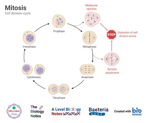 Cell Cycle: Definition, Phases, Regulation, Checkpoints