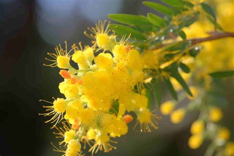 Acacia Flower Meaning, Symbolism & Spiritual Significance - Foliage ...