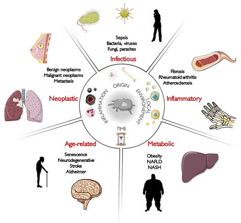 Frontiers | Non-genetic Heterogeneity of Macrophages in Diseases—A Medical Perspective