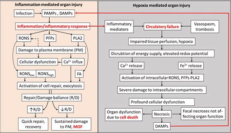 Frontiers | Pathogenesis of Multiple Organ Failure: The Impact of ...