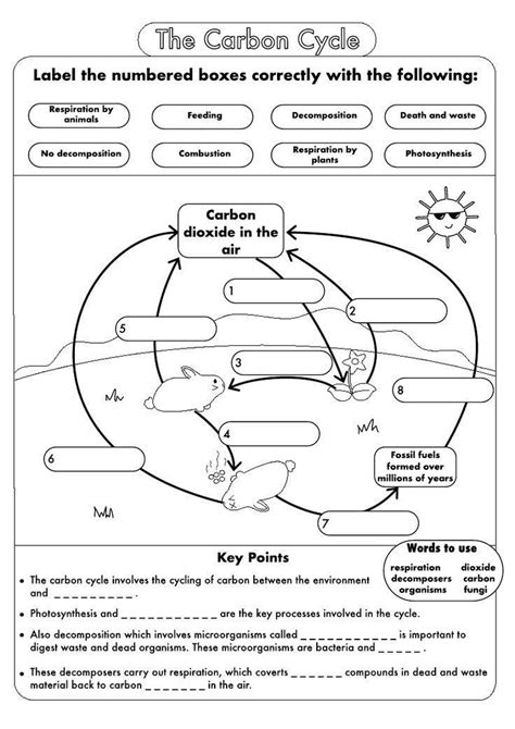 32 Carbon Cycle Worksheet High School - support worksheet