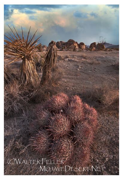 Mojave Desert Cactus - Desert Plants