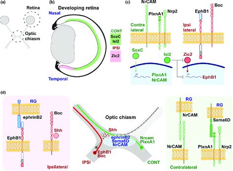 Retinal ganglion cells development and their pathfinding at the optic... | Download Scientific ...