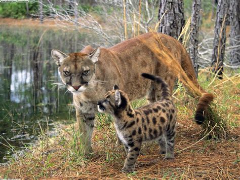 Tiredearth | Development Project Threatens Endangered Florida Panther ...