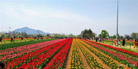 Tulip Garden, Srinagar, Jammu & Kashmir . : r/pics