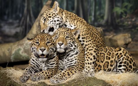 Tropical Rainforest - ThingLink | Jaguar animal