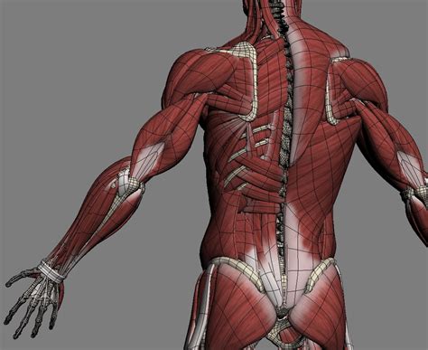 Male Anatomy(muscles,skeleton) 3D Model