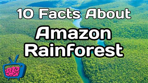 10 Mind Blowing Facts About The Amazon Rainforest - YouTube