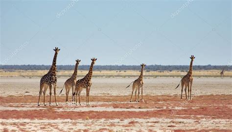 Herd of giraffes in african savanna, Etosha N.P., Namibia Stock Photo ...