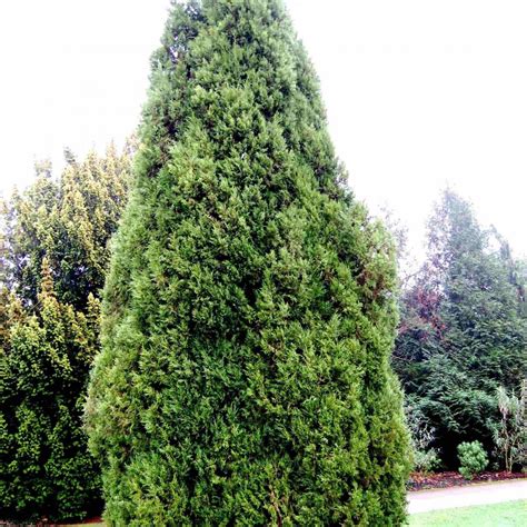 EASTERN RED CEDAR Juniperus Virginiana - 30 SEEDS