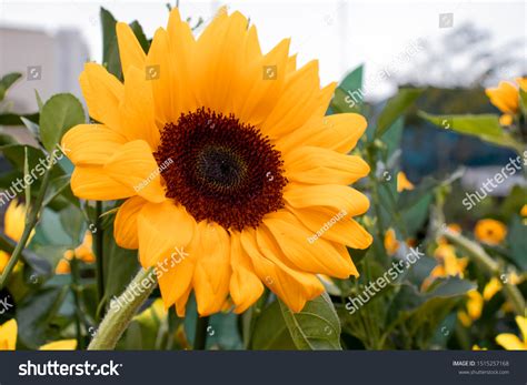 Sunflower Zoom Background Blurred Green Branches Stock Photo 1515257168 | Shutterstock