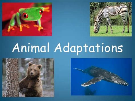 Animal Adaptations Introduction