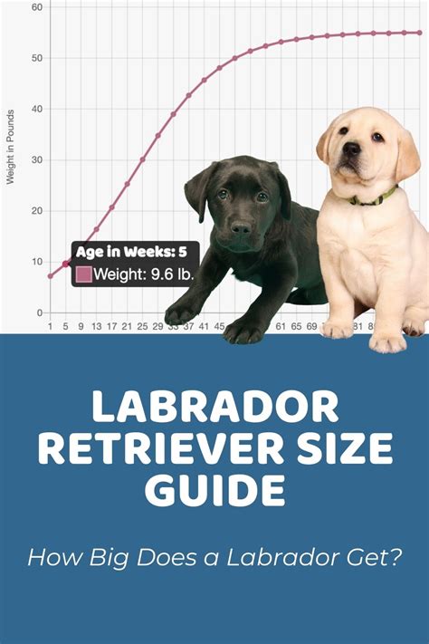 Labrador Retriever Size Guide: How Big Does a Labrador Get?