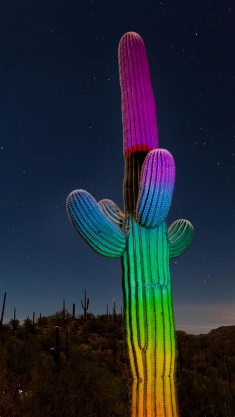 Some Desert Color Photo By: Jeff Maltzman Source Flickr.com | Desert colors, Cactus plants, Color