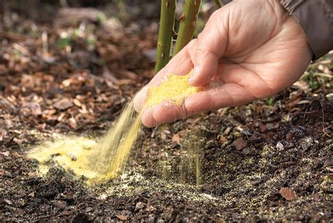 Pin on GARDENING