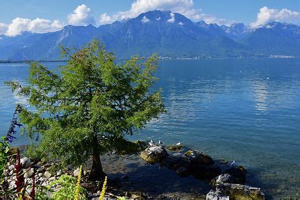 Rive du lac Léman à Montreux : Lacs : Montreux : Canton de Vaud : Bassin lémanique : Suisse ...