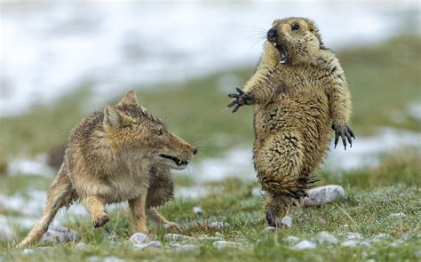 Marmot - CristenEspen