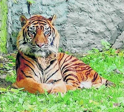 Tigre de sumatra » TIGREPEDIA