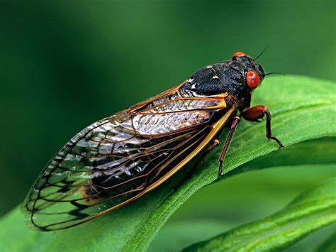 Describe the Life Cycle of a Brood X Cicada.