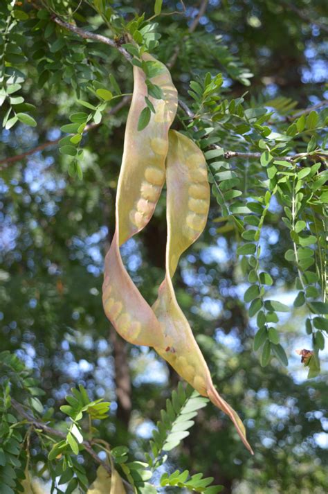 100 Seeds Honey Locust Tree Honeylocust Gleditsia Triacanthos From Bulgaria - Etsy