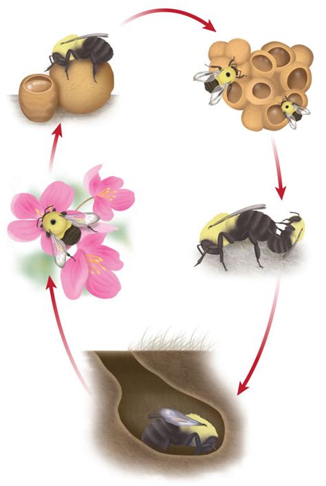 SONSI member Ann Sanderson's illustrations aid bumble bee conservation ...