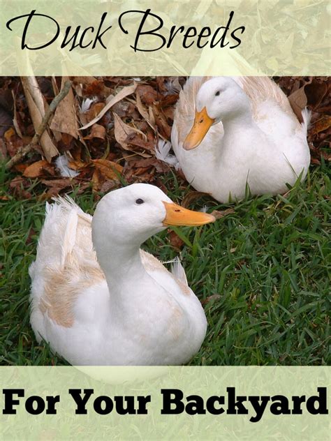 Great Backyard Duck Breeds - The Cape Coop