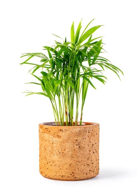 Premium Photo | Decoration plant on ceramic pot