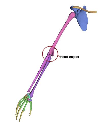 Sendi engsel - kependidikan.com