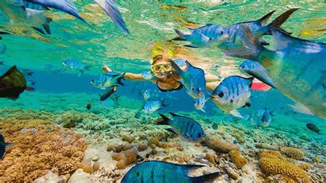 Snorkeling From Airlie Beach Most Amazing Trips Insider Places