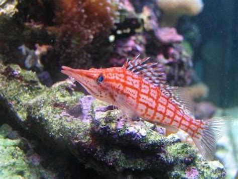 Photo #3 - Long Nose Hawkfish - Sailfin Tang Foxface Blue ...