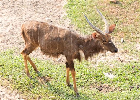 Male Nyala antelope. stock image. Image of safari, buck - 73307377