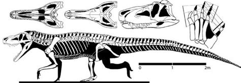 Saurosuchus and Rauisuchus