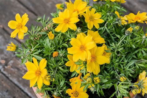 How to Grow and Care for Bidens