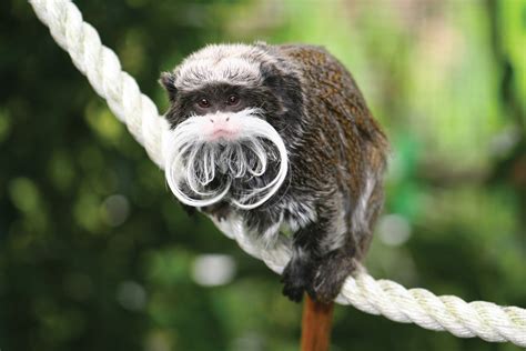 Emperor Tamarin Habitat