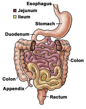 Anatomy | Anatomy, Nursing notes, Health science