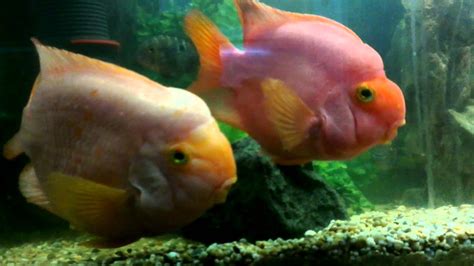 Huge breeding pair of parrot fish - YouTube