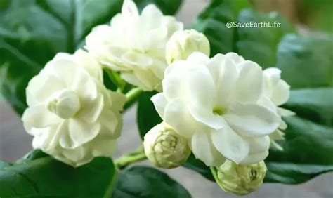 Jasmine Flower Meaning In Hindi | Best Flower Site