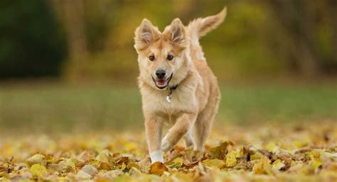 Icelandic Sheepdog: The Adorable Little Herding Dog