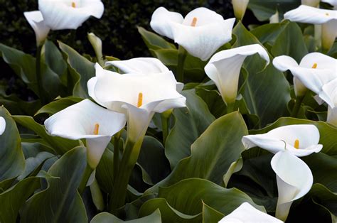 Garden Of White Lilies Free Stock Photo - Public Domain Pictures