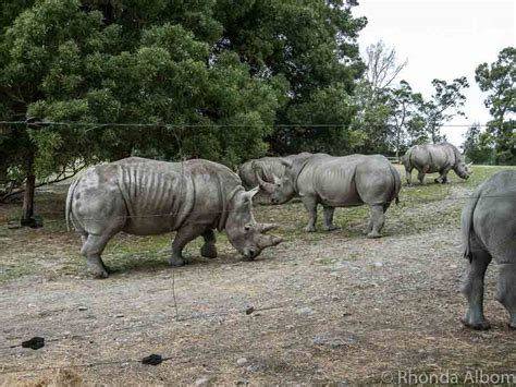 Wildlife Encounters at Orana Park in Christchurch New Zealand • Albom ...