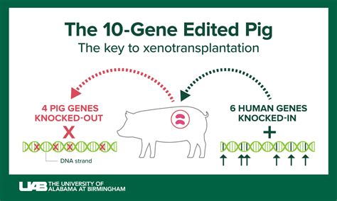 The 10-gene pig and other medical science advances enabled UAB’s ...