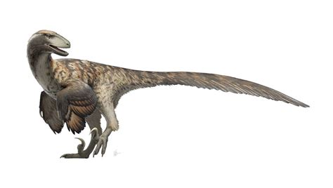 Deinonychus antirrhopus for Wikipedia by https://www.deviantart.com ...