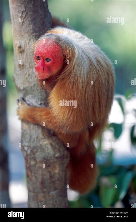 Bald uakari (red uakari monkey) (Cacajao calvus), conservation status vulnerable, Amazonas ...