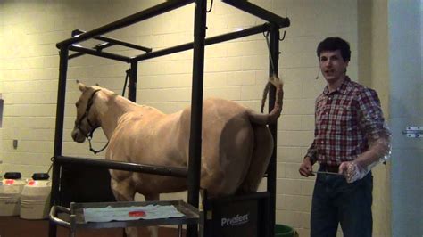 How to Make Sure Your Mare is Ready for the Reproductive Season - YouTube