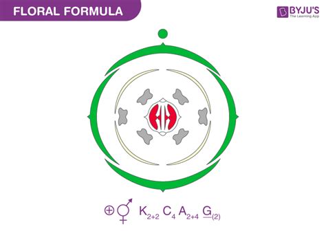 What Is Floral Formula? Definition, Construction Of Floral Formula ...