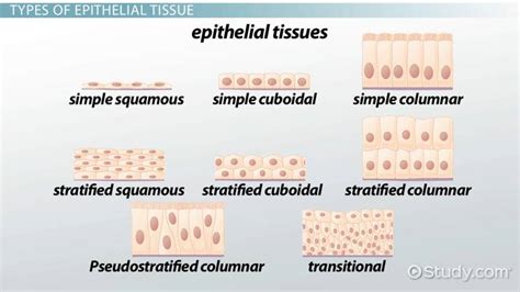 Types of Epithelial Tissue Diseases - Lesson | Study.com