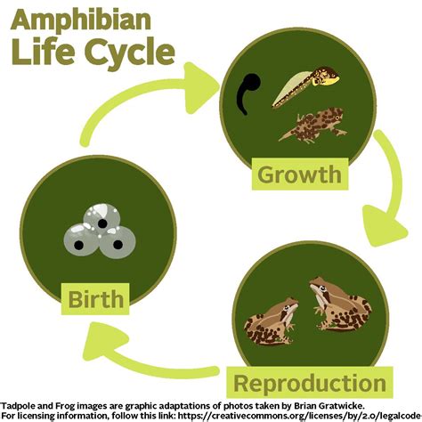 amphibians life cycle stages Life cycle of a frog labelled diagram